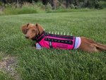 dog vest.jpg