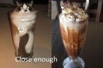 coffee-shake-cat.jpg