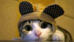 cats animals funny big eyes hats 2560x1440 wallpaper_www.animalhi.com_19.jpg