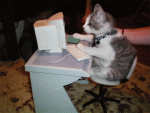 56179-cat-on-keyboard-typing-gif-hI43.gif