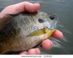 bream.jpg