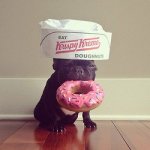 french bully-donut.jpg