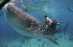 whaleshark1b.jpg