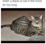 cat hood.jpg