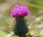 Scottish-Thistle.jpg