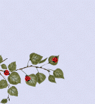 animated-lady-bugs-leaves-31000.gif