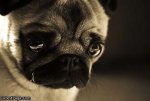 Sad_Pug_Is_Sad.jpg