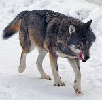 300px-Kolmården_Wolf.jpg