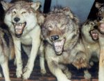 wolf-pack.jpg