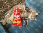 Dorito chips.jpg