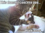 funny-animals_4241_1.jpg