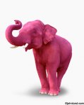 Pink-Elephant.jpg