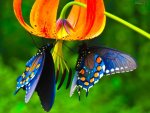 blue-butterfly-wallpapers-hd[1].jpg