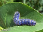 bluecaterpillar[1].jpg