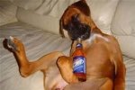 dogdrinks.jpg