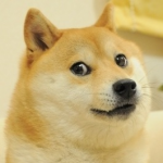 DOGE.png