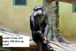 monkey04.jpg