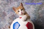 orange-tabby-kitten-with-soccer-ball-garry-gay[1].jpg