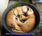 SLEEPY-SATURDAY-ORANGE-TABBY-KITTENS-CUTE[1].jpg