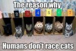 don't race cats.jpg