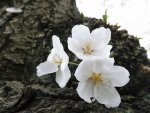 white flowers.jpg