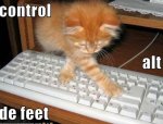 Ctrl-Alt-Delete Kitten.jpg