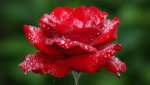 rose-flower-hd-wallpaper.jpg