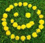 dandelion smiley.jpg