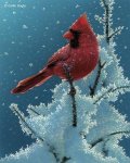 Winter Cardinal.jpg