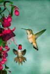 Hummingbird.jpg