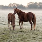 251445-stock-photo-nature-animal-landscape-baby-animal-natural-fog.jpg