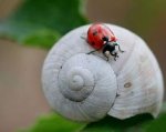 hitchhiking ladybug.jpg