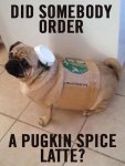 Pugkin Latte.jpg