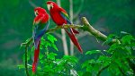 Macaws.jpg