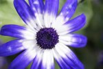 blue and white flower.jpg