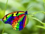 rainbow butterfly.jpg