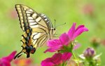 butterfly on pink flower.jpg