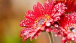 dewdrops on pink flowers.jpg