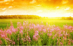 field of flowers.gif