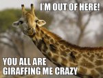 crazy giraffe.jpg