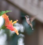 hummingbird.jpg