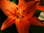 an orange lily.jpg