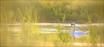 nature-image-photo-picture-bird-water-sorensen.jpg