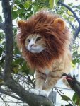 Cat-Lion.jpg