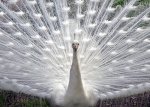 White Peacock.jpg