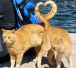 cats-forming-heart.jpg