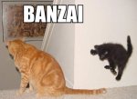 cat_banzai.jpg