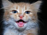 Cat_31___Laughing_by_t1987n.jpg