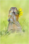 Gopher With Flower.jpg