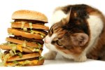 cat-eating-big-mac1.jpg